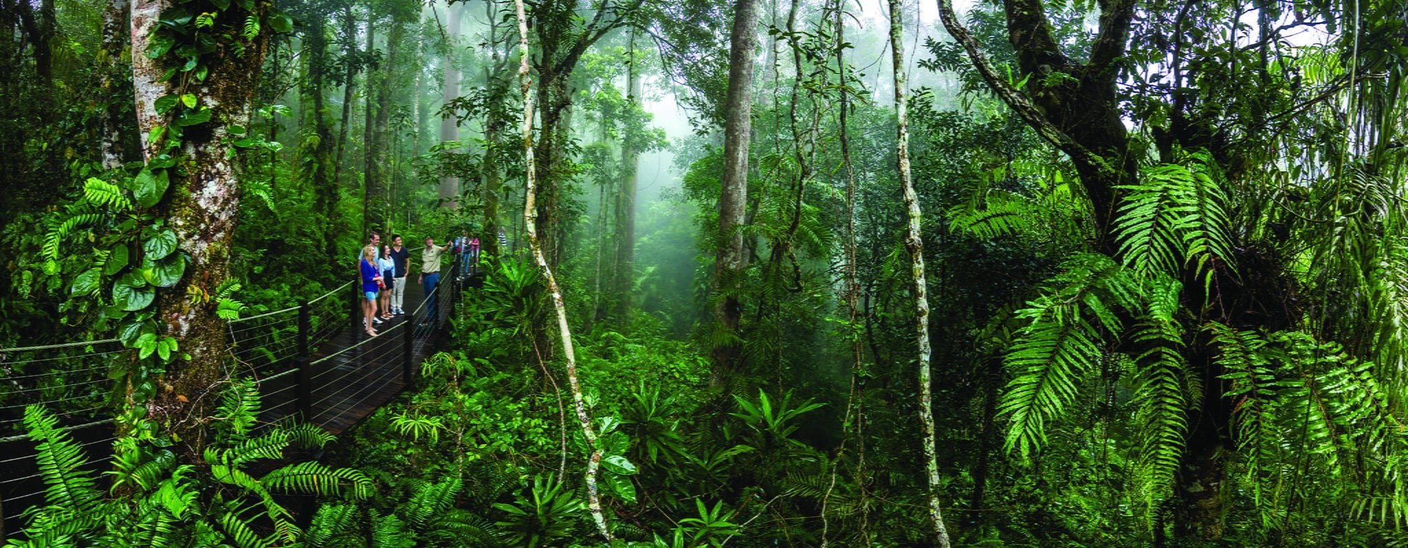 В тропиках 5 букв. Австралия subtropical Rainforest. Национальный парк Сангай тропические леса. Орхидея дождевой лес Австралия. Путешествие по экваториальным лесам.