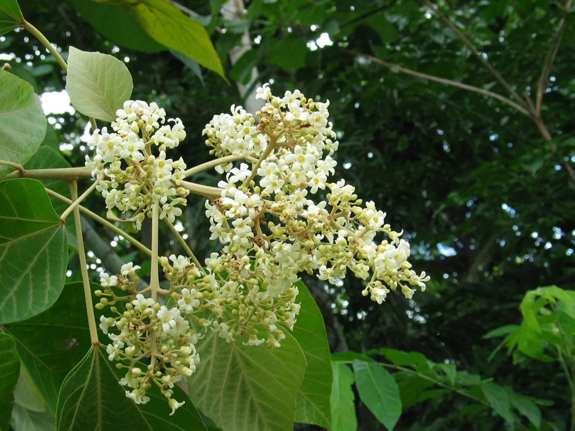 Clusters of small white flowers blooming on connected stems with large green leaves behind them