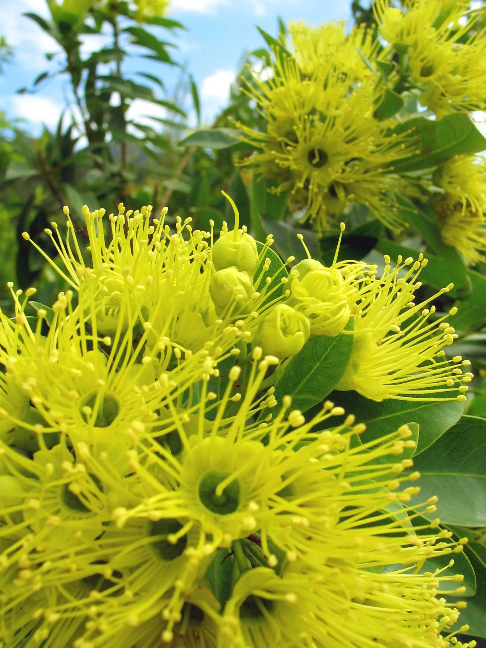 A mass of florescent golden yellow flowers bursting with lots of stamen amongst composite green leaves with blue sky with clouds in the background