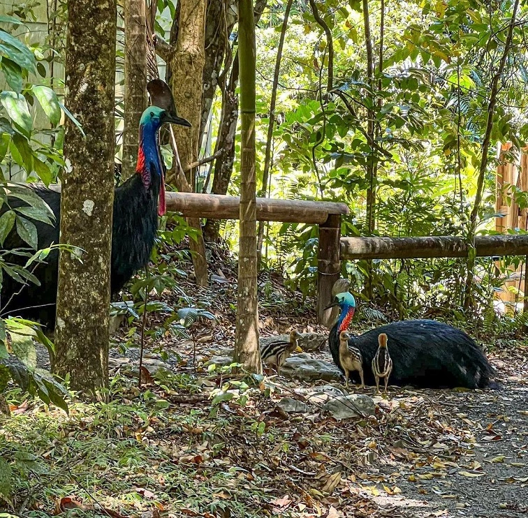 Two adult cassowary and their young lay on the path surrounded by rainforest at red peak station 