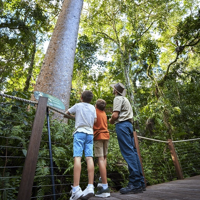 Male Skyrail Ranger with two young children stand on the boardwalk looking high into the Kauri tree canopy