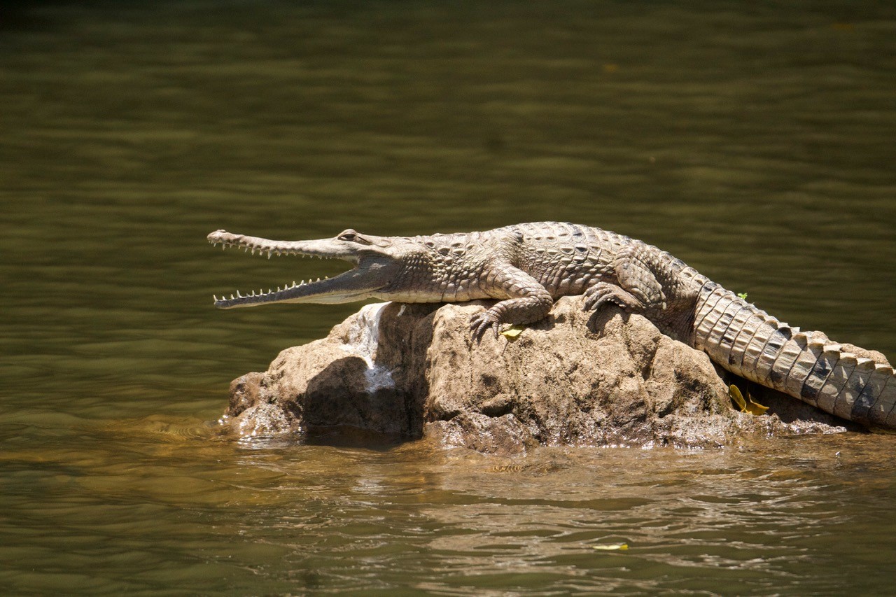 crocodile suns itself on a large rock in the middle of a river