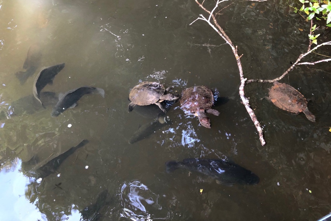 Turtles and fish in the Barron river