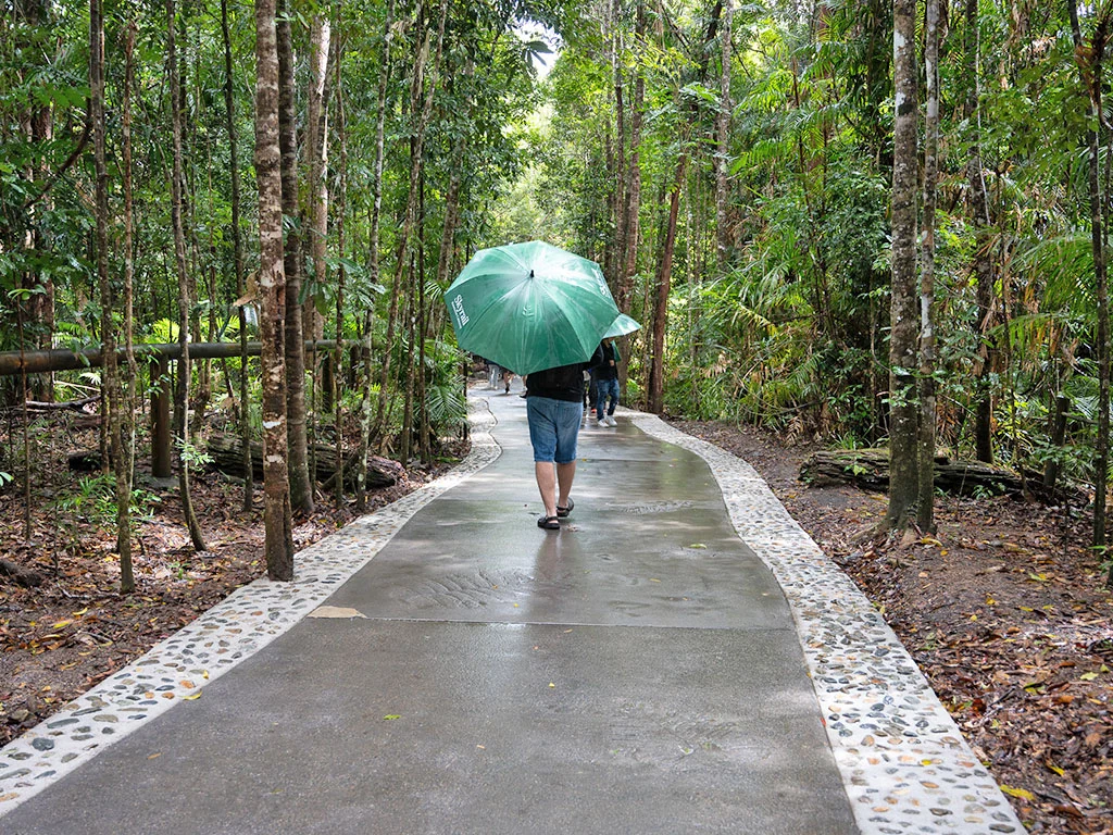 people walk down the wet concrete paths with unbrellas at Barron Falls station. the path is surrounded on both sides by tall rainforest trees and vines