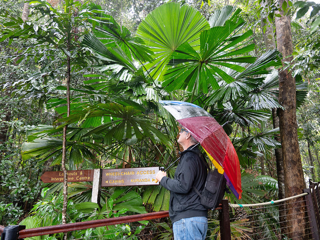A man with a bright multi coloured umbrella stands underneath large, bright green fan palms looking up while it rains.
