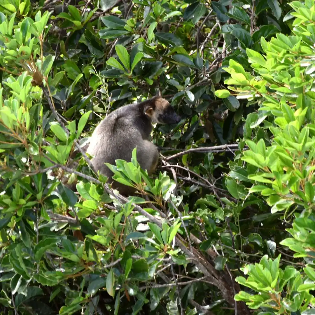 Rainforest resident Lumholtz tree kangaroo