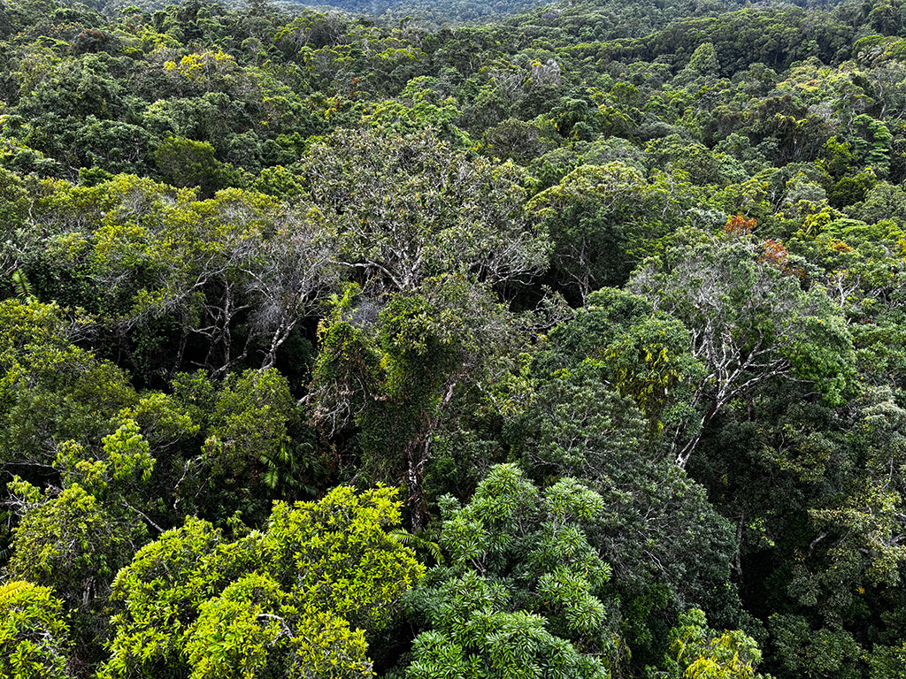 Looking across the rainforest Canopy of Barron Gorge National Park