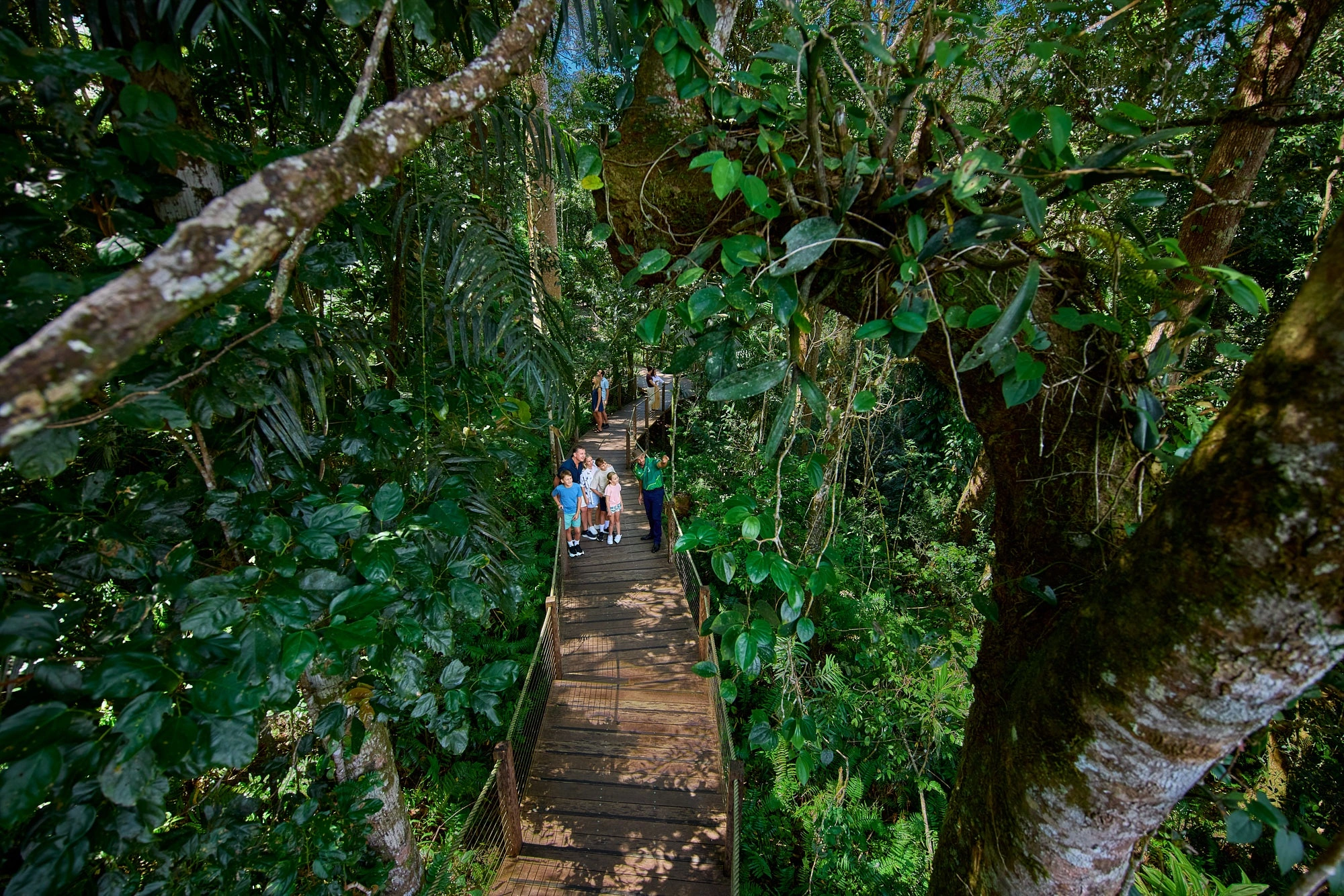 A family stands on a rainforest boardwalk with a Skyrail Ranger pointing high into the canopy