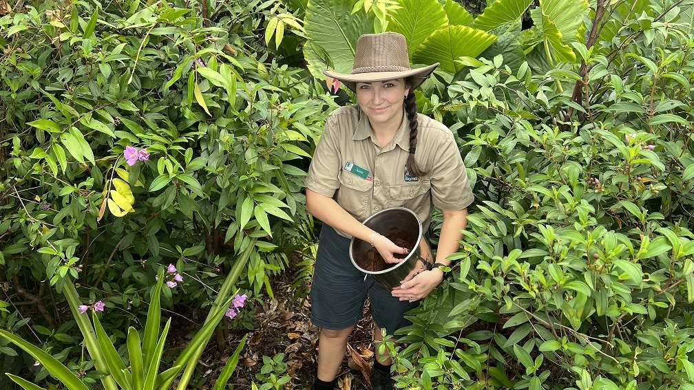 Skyrail ranger stands in the garden with a bucket full of coffee grinds