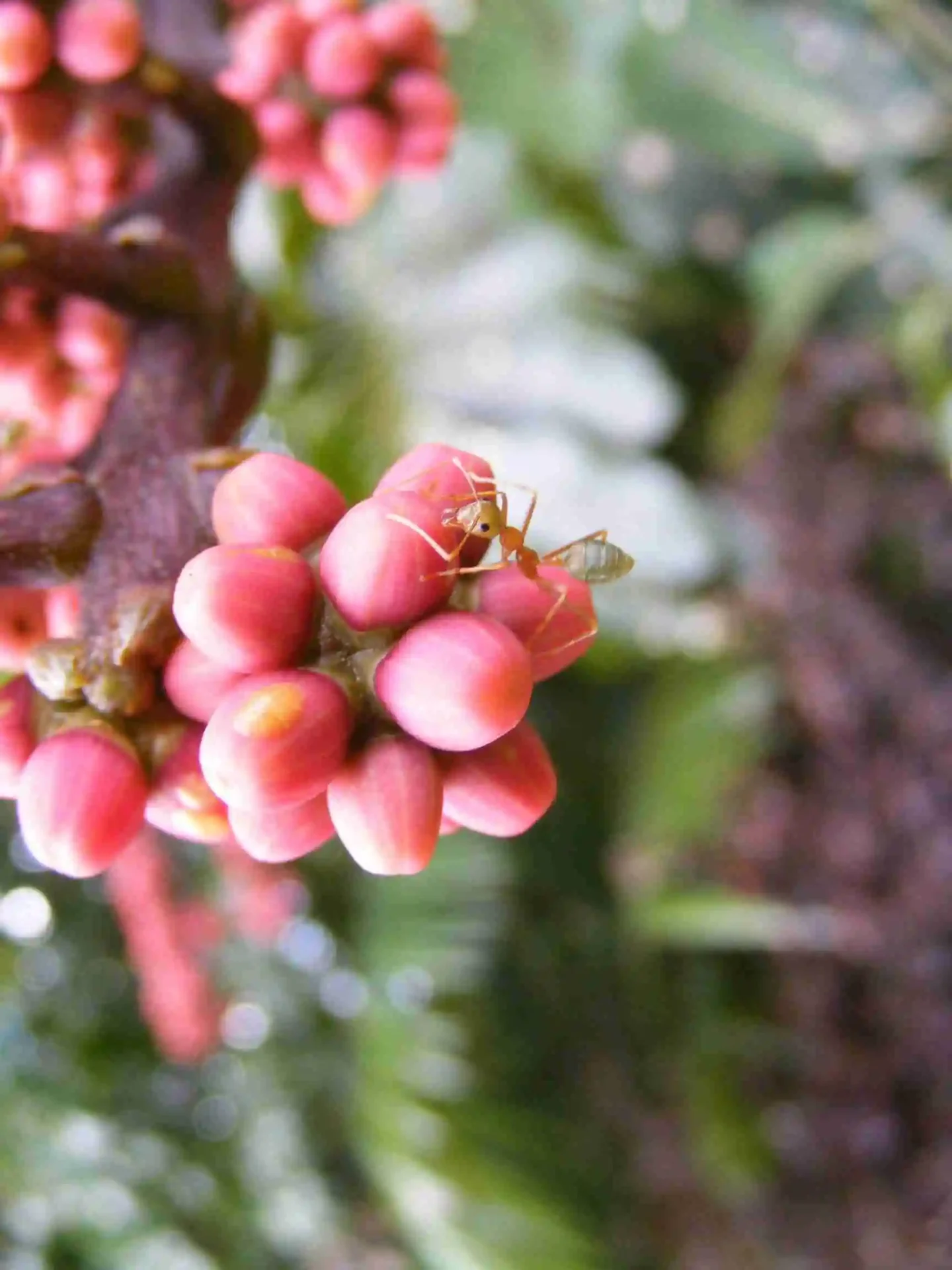 Close up of a tiny green ants sits upon a bunch of pink berries