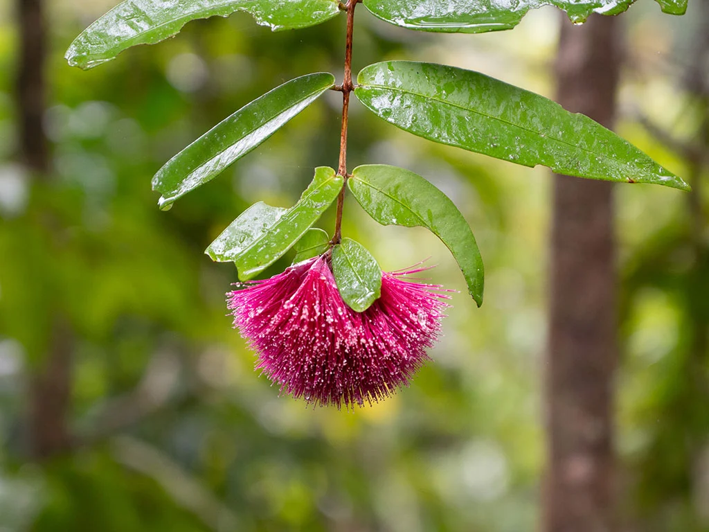 bright pink powder puff lilly pilly (Syzygium wilsonii)